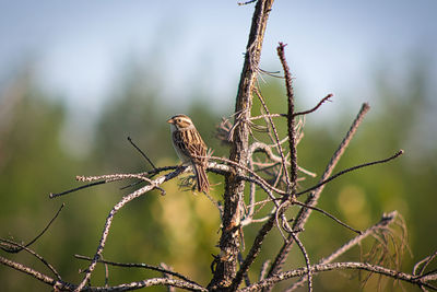 Bird perching on twig