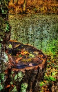 Close-up of tree trunk in forest