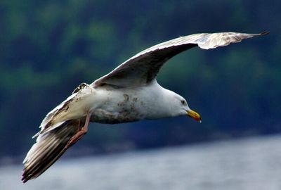 Seagull flying over water