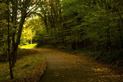 Dirt road amidst trees in forest