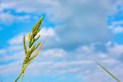 Close-up of stalks against blue sky
