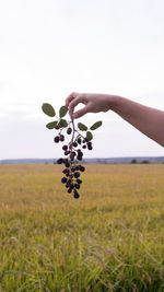 Hand holding fruit on field against sky