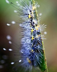 caterpillar