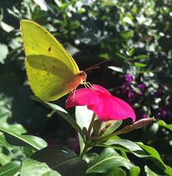 Close-up of butterfly pollinating on flower