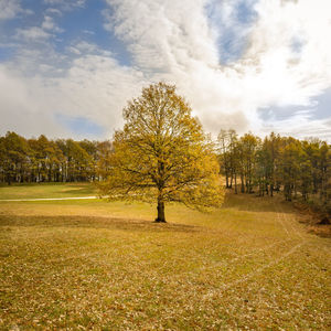 Trees on field against sky