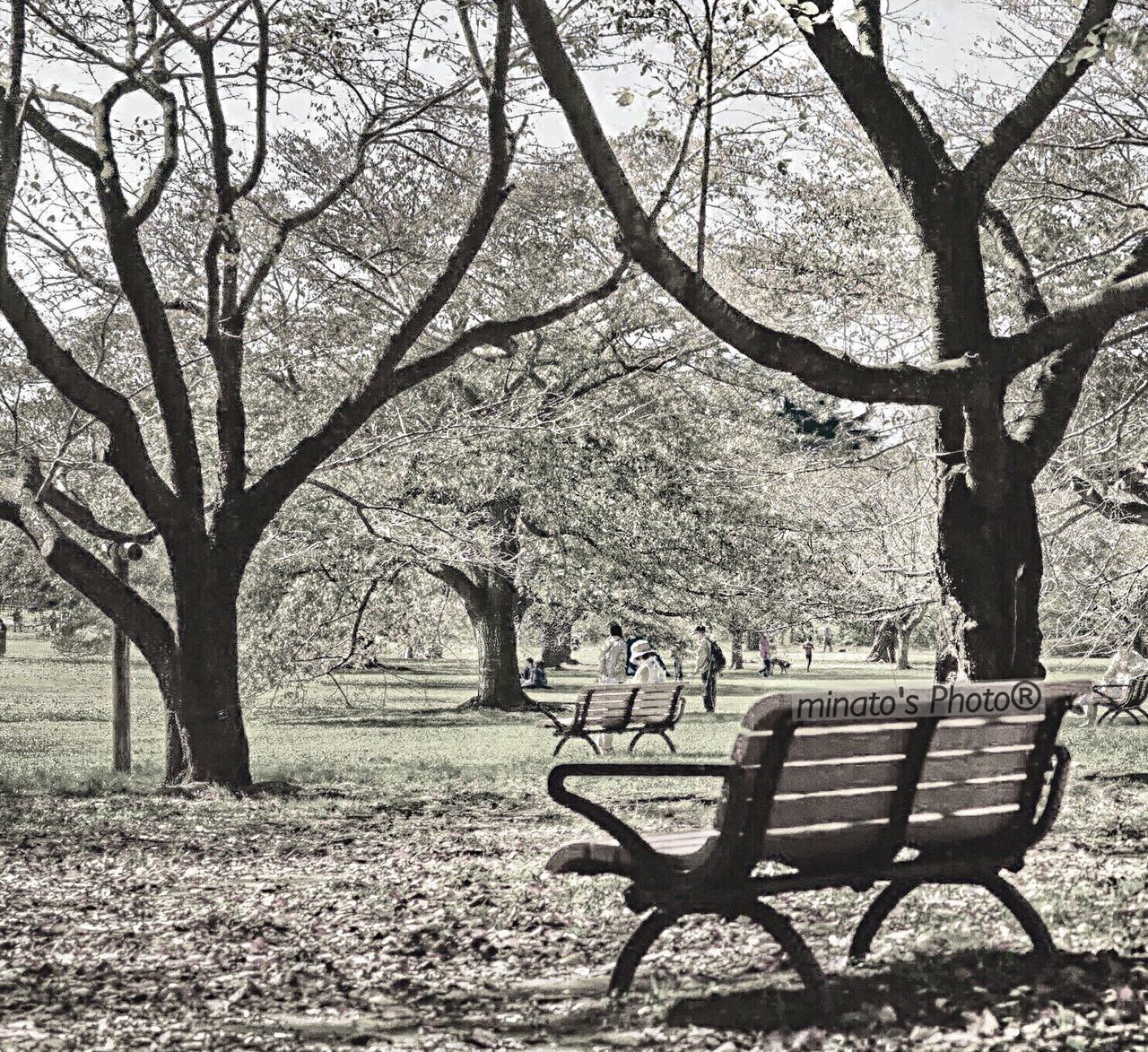 tree, bench, empty, absence, chair, tranquility, branch, park bench, tranquil scene, nature, seat, tree trunk, growth, park - man made space, scenics, bare tree, beauty in nature, park, day, sunlight