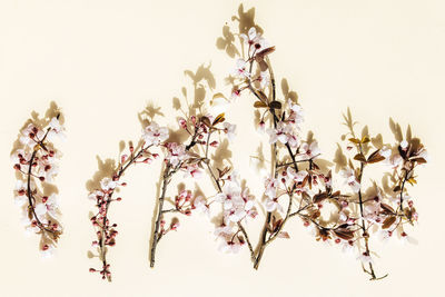 Low angle view of plant against white background