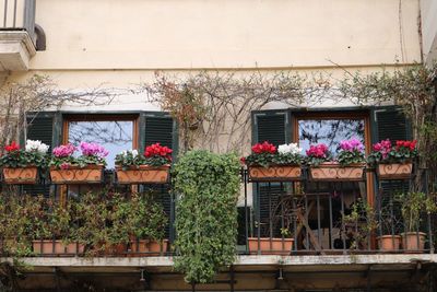 Low angle view of potted plants against building