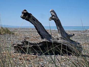 Driftwood on beach by sea against clear sky