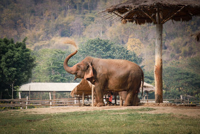 Side view of elephant standing on land