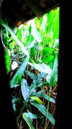 Close-up of plants
