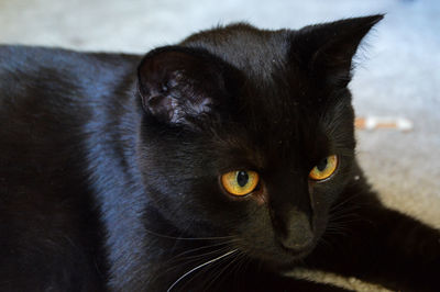 Close-up portrait of cat