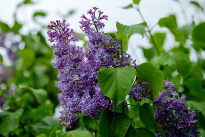 Close-up of purple flowering plants