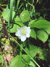 Close-up of white flowers