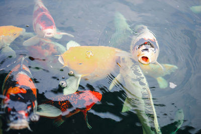 Fish swimming in a lake