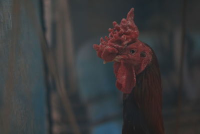 Close-up of a bird