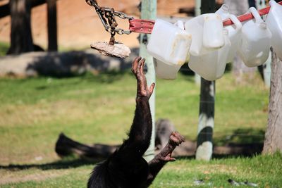 Close-up of monkey hands hanging on field