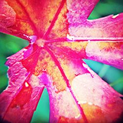 Close-up of pink flower