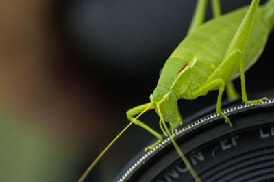 Close-up of grasshopper on lens