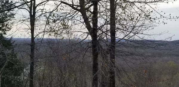 Bare trees in forest against sky