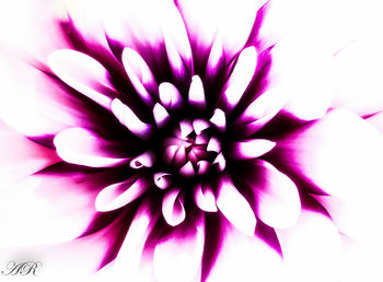 Close-up of pink flower