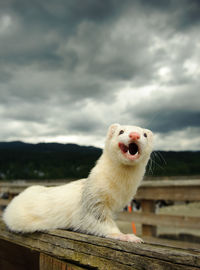 Close-up of ferret on wooden bench against cloudy sky