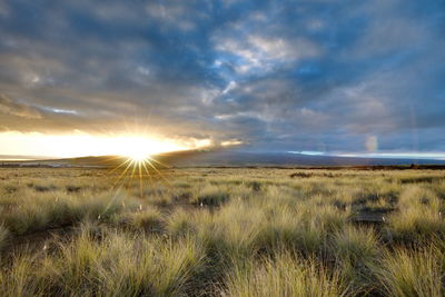 Scenic view of field against sky during sunset