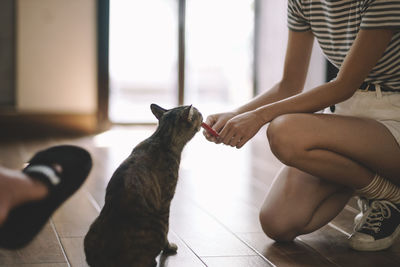 Low section of cat sitting on floor