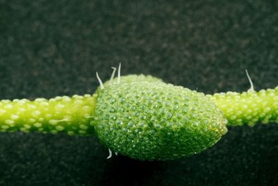 Close-up of fruit growing on plant