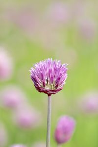 Close-up of purple flowering plant