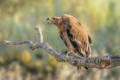 Close-up of golden eagle perching on branch
