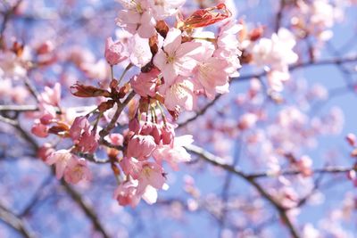 Low angle view of cherry blossom