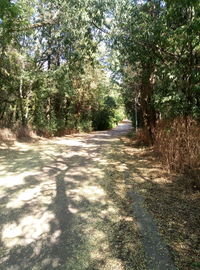 Road amidst trees in forest