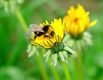 Close-up of bee on yellow flower