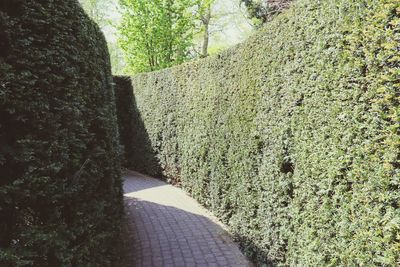 Shadow of tree on road