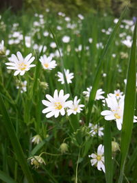 Close-up of white daisy flowers blooming in field