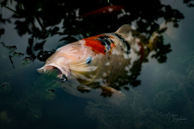 Fish swimming in sea
