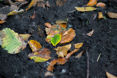 High angle view of autumn leaf