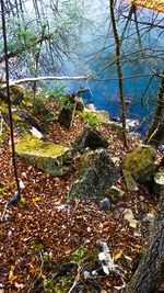Close-up of trees in forest against sky