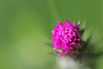 Close-up of pink flower