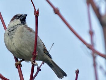 Low angle view of bird perching on branch against sky