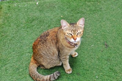 Portrait of tabby cat