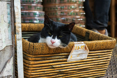 Portrait of cat relaxing at home