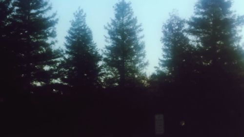 Low angle view of trees against sky