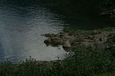 High angle view of trees by lake