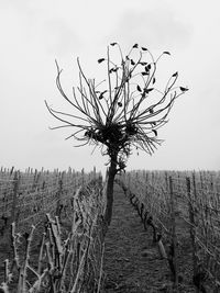 Plant growing on field against clear sky