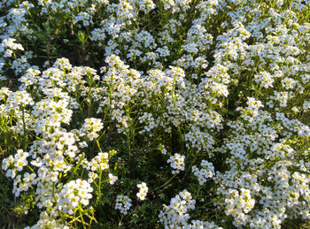 Close-up of white flowers on tree