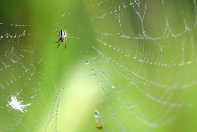 Close-up of spider on wet web