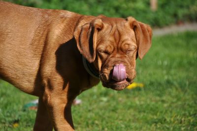 Close-up of a dog on field