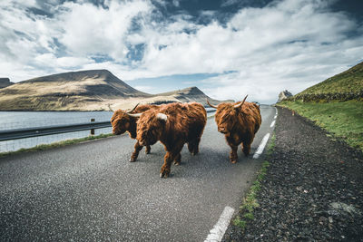 Herd of horse on road